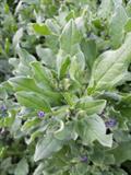 Asperugo procumbens
